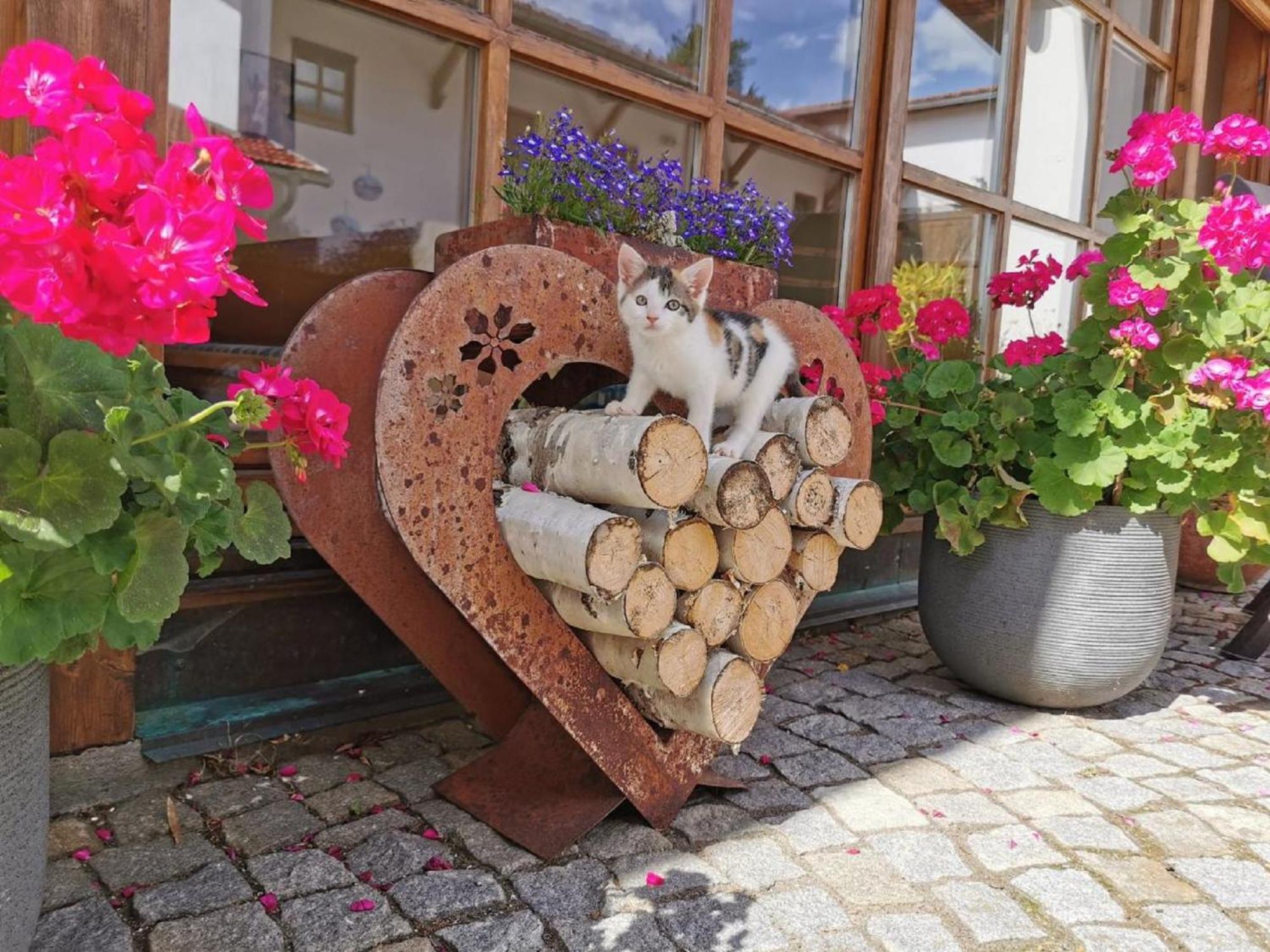 Bauernhof Suesshof * Zwiesel